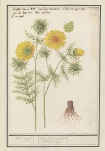 Adonis Vernalis Prints: Spring Adonis (Adonis vernalis), 1596-1610. Creators: Anselmus de Boodt, Elias Verhulst