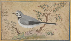 Riza Study of a Bird Print, A.H. 1043/A.D. 1634