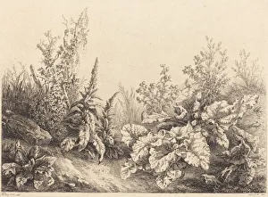 Eugene Blery, Study of a Burdock, 1840 Print