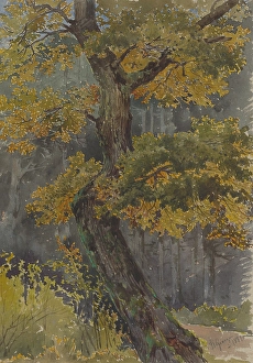 Deciduous Tree Depiction Prints: Study of a deciduous tree. Motif from St