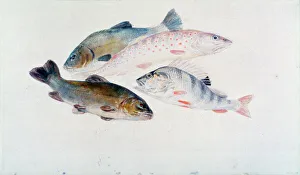 Prints of Study of Fish: Two Tench, a Trout and a Perch, c1822-1824. From the Tate collection, London William Turner Prints: Print of a study featuring two tench, a trout and a perch