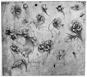 Study of flowers, c1481-1483 (1954).Artist: Leonardo da Vinci Study of flowers, c1481-1483 (1954).Artist: Leonardo da Vinci