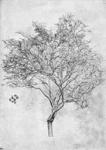 Prints of Study of a lemon tree, 1899. By Lord Leighton PRA, from The life of Lord Leighton. A print from The Magazine of Art, Cassell and Company, Limited, 1899 Frederic Leighton Prints: Study of a Lemon Tree, 1899 Print