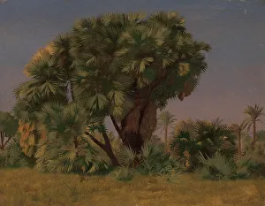 Prints of Study of Palm Trees, probably 1868 Jean Leon Gerome Prints: Jean-Leon Gerome Study of Palm Trees Print, 1868