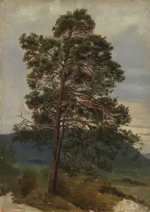 Romantic Era Landscape Prints: Study of a Pine Tree, 1844. Creator: Adolph Tidemand
