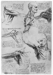 Study of shoulder joints, 1510-1511 (1954). Artist: Leonardo da Vinci Study of shoulder joints, 1510-1511 (1954). Artist: Leonardo da Vinci