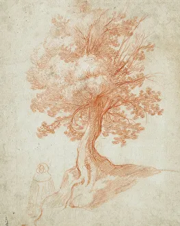 Heritage Italian Art Prints: Study of a Tree, between circa 1610 and circa 1620. Creator: Cristofano Allori