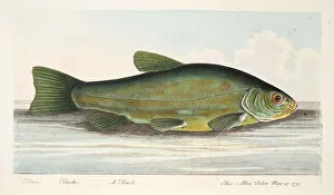 The Tench, from A Treatise on Fish and Fish-ponds, pub. 1832 (hand coloured engraving) The Tench, from A Treatise on Fish and Fish-ponds, pub. 1832 (hand coloured engraving)