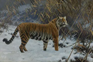 A Tiger in the Snow Print