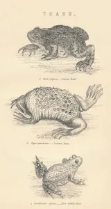 William Mackenzie Prints: Toads, 1885