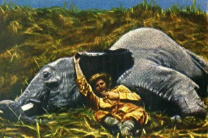 Cigarette Card Album Images Prints: Trophy-hunter with dead elephant, c1928. Creator: Unknown