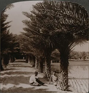 Tropical beauty of an avenue of date palms, Moanalua near Honolulu, H. Is. c1900 Tropical beauty of an avenue of date palms, Moanalua near Honolulu, H. Is. c1900