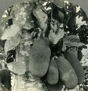 Java Island Scenery Prints: Tropical Fruit as it Grows on the Island of Java, c1930s. Creator: Unknown