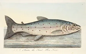 The Trout, from A Treatise on Fish and Fish-ponds, pub. 1832 (hand coloured engraving) The Trout, from A Treatise on Fish and Fish-ponds, pub. 1832 (hand coloured engraving)