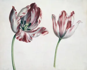 Historic Flower Illustrations Prints: Tulips