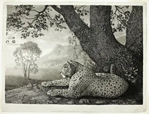 Heritage Art Prints UK Prints: A Tyger (A Recumbent Leopard by a Tree), May 1, 1788. Creator: George Stubbs