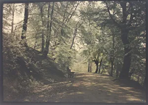 Nature Photography Gallery Prints: Untitled [path through a forest], c. 1880. Creator: Unknown