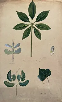 Botanical Still Life Prints: Various leaf forms, including succulent and compound, c1900. Creator: Helen Cowell