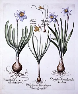 Various Narcissi, from Hortus Eystettensis, by Basil Besler (1561-1629), pub Various Narcissi, from Hortus Eystettensis, by Basil Besler (1561-1629), pub