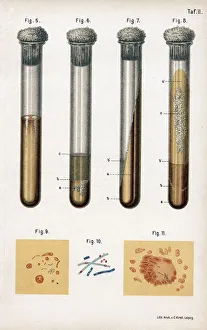 Bacterial Cultures Print, 1889