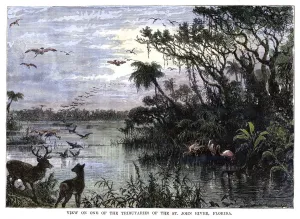 Florida Landscape Photography Prints: View on one of the Tributaries of the St John River, Florida, 19th century