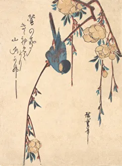 Cherry Blossom Flowers Prints: Weeping Cherry. Creator: Ando Hiroshige