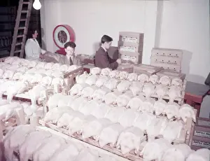 Prints of Weighing, grading and packing ducks, turkey and duck farm, Norfolk, c1955. Farm of Mr G. W. Nurse of Great Hockham Related Image Prints: Print of Weighing and Packing at a Norfolk Farm, c1955