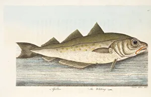 The Whiting, from A Treatise on Fish and Fish-ponds, pub. 1832 (hand coloured engraving) The Whiting, from A Treatise on Fish and Fish-ponds, pub. 1832 (hand coloured engraving)