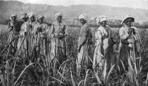 Women tending young sugar canes in Jamaica, 1922 Women tending young sugar canes in Jamaica, 1922