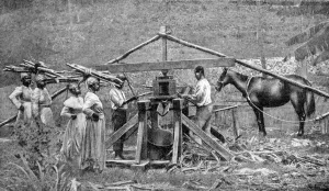 A wooden, horse-powered suger cane crushing mill, West Indies, 1922 A wooden, horse-powered suger cane crushing mill, West Indies, 1922