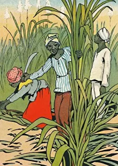 Alice Talwin Morris Collection: At Work Among The Sugar-Canes, 1912. Artist: Charles Robinson