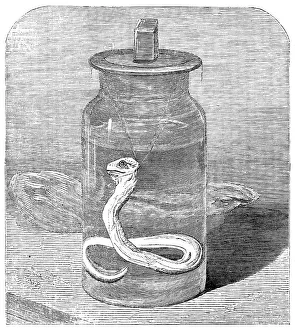 London Zoo History Prints: Young python in the Zoological Society's Gardens, 1862. Creator: Unknown