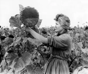 Harvesting Sunflowers at Westons farm near Petersfield. REXSCA Harvesting Sunflowers at Westons farm near Petersfield. REXSCA