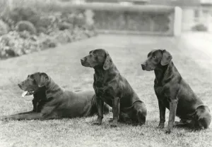 Black Labradors of George V - Wolferton Simon, Scrub & Bob Black Labradors of George V - Wolferton Simon, Scrub & Bob