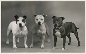 Prints of Three dogs together - CHAMPION GODFREYs PRIDE CHAMPION DELLA OF IMPKIN CHAMPION GO DELLAS PRIDE Owners: Ford and Dady Staffordshire Prints: Bull Terrier Print: Fall Staff with Champion Dogs