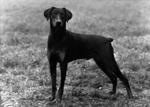 Thomas Fall Photography Prints: Fall / Dobermann / 1952