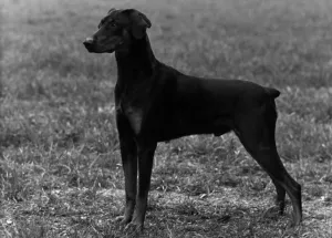 Thomas Fall Photography Collection Prints: Fall / Dobermann / 1954