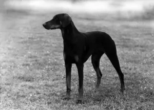 Thomas Fall Photography Prints: Fall / Dobermann / 1957