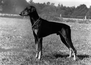 1975 Fall Print of a Dobermann
