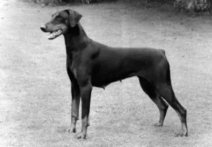 Fall Dobermann Print 1983 Barrimilne Black Bardness