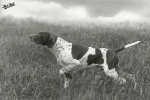Print of a Pointer Dog in a Grouse Field