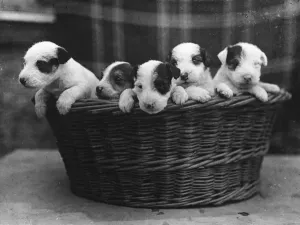 Wire Haired Terrier Pups Print