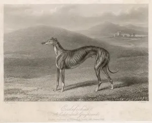 Greyhound Racing Prints: Greyhound Ecclefechan Print