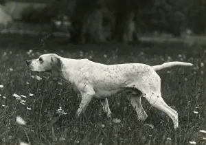 New Images - August Prints: 1938 Print of Ginger the Pointer in a Meadow