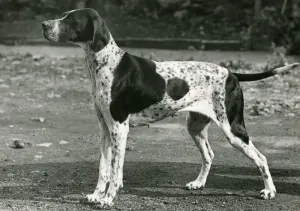 New Images - August Prints: 1954 Print of a Pointer in Liver and White