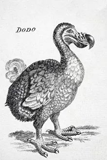 18Th Century Drawing Of The Now Extinct Dodo Bird Of Mauritius Raphus Cucullatus 18Th Century Drawing Of The Now Extinct Dodo Bird Of Mauritius Raphus Cucullatus