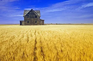 Abandoned Farmhouse In Wind-Blown Durum Wheat Field, Near Assiniboia, Saskatchewan, Canada Abandoned Farmhouse In Wind-Blown Durum Wheat Field, Near Assiniboia, Saskatchewan, Canada