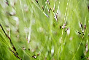Abstract Of Green Ornamental Grass (Stipa Gigantea) Abstract Of Green Ornamental Grass (Stipa Gigantea)