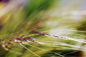 Abstract Of Windblown Ornamental Grass (Stipa Gigantea) Abstract Of Windblown Ornamental Grass (Stipa Gigantea)