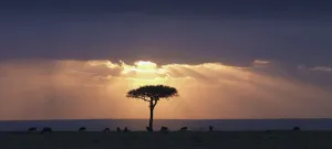 An Acacia Tree And Wildebeest Under A Sunset; Kenya, Africa An Acacia Tree And Wildebeest Under A Sunset; Kenya, Africa